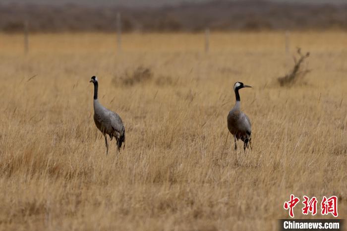 圖為灰鶴在青海海西蒙古族藏族自治州都蘭縣巴隆地區(qū)“閑庭漫步”?！?松太加 攝