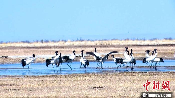 圖為成群的黑頸鶴“翩翩起舞”。　當(dāng)智 攝
