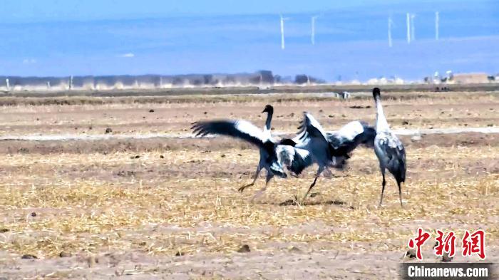 圖為黑頸鶴追逐嬉戲?！￡惷髡?攝