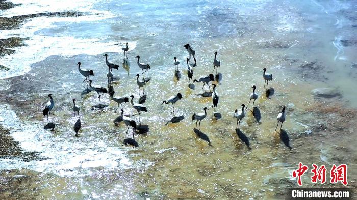 圖為黑頸鶴群駐足休憩?！￡惷髡?攝