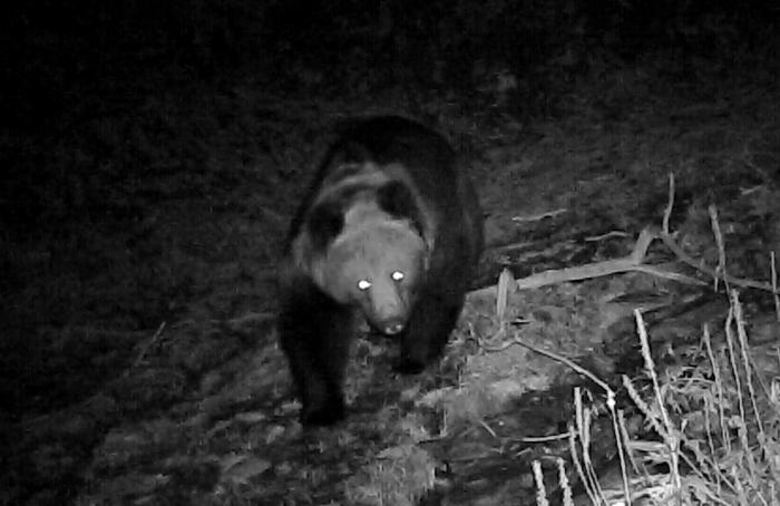 青?；ブ鄙?0年來首次發(fā)現(xiàn)棕熊活動(dòng)軌跡