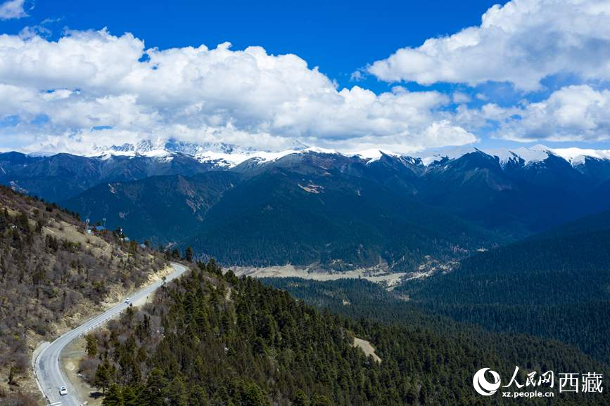 圖為在海拔4700多米的色季拉山，觀測從森林到草甸的多種植被類型。