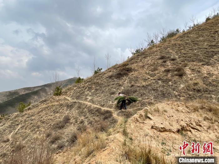 資料圖為建行青海省分行綠化區(qū)施工隊(duì)隊(duì)員人工運(yùn)樹苗?！〗ㄐ星嗪Ｊ》中泄﹫D