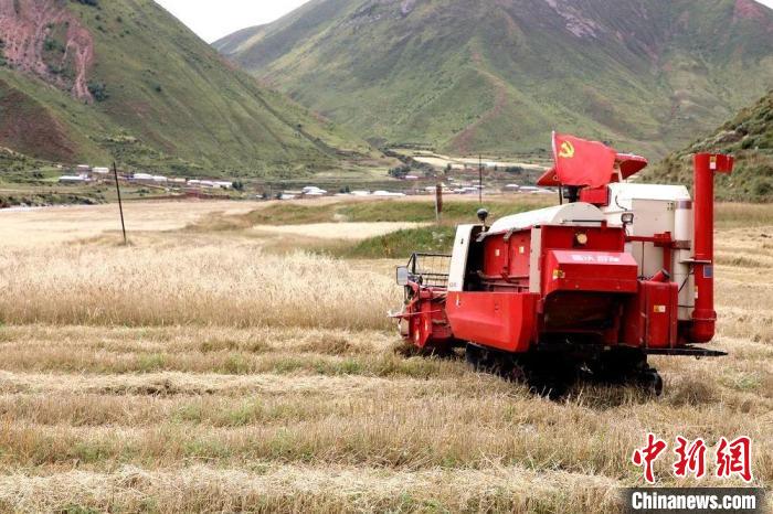 圖為秋收現(xiàn)場?！∮駱渲菸麄鞑抗﹫D