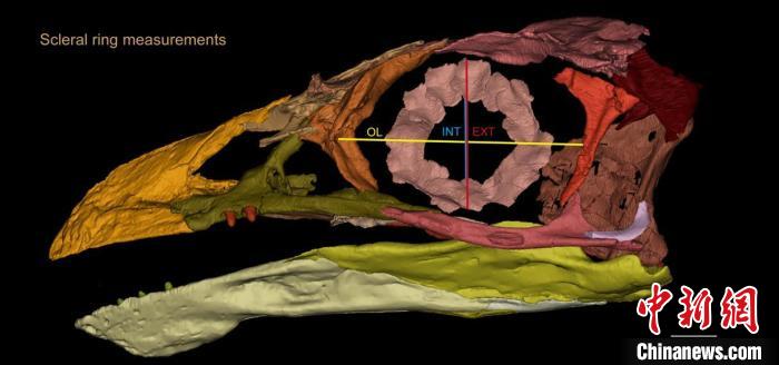 熱河鳥STM3-8化石標(biāo)本的鞏膜環(huán)復(fù)原及測量示意圖?！『?供圖