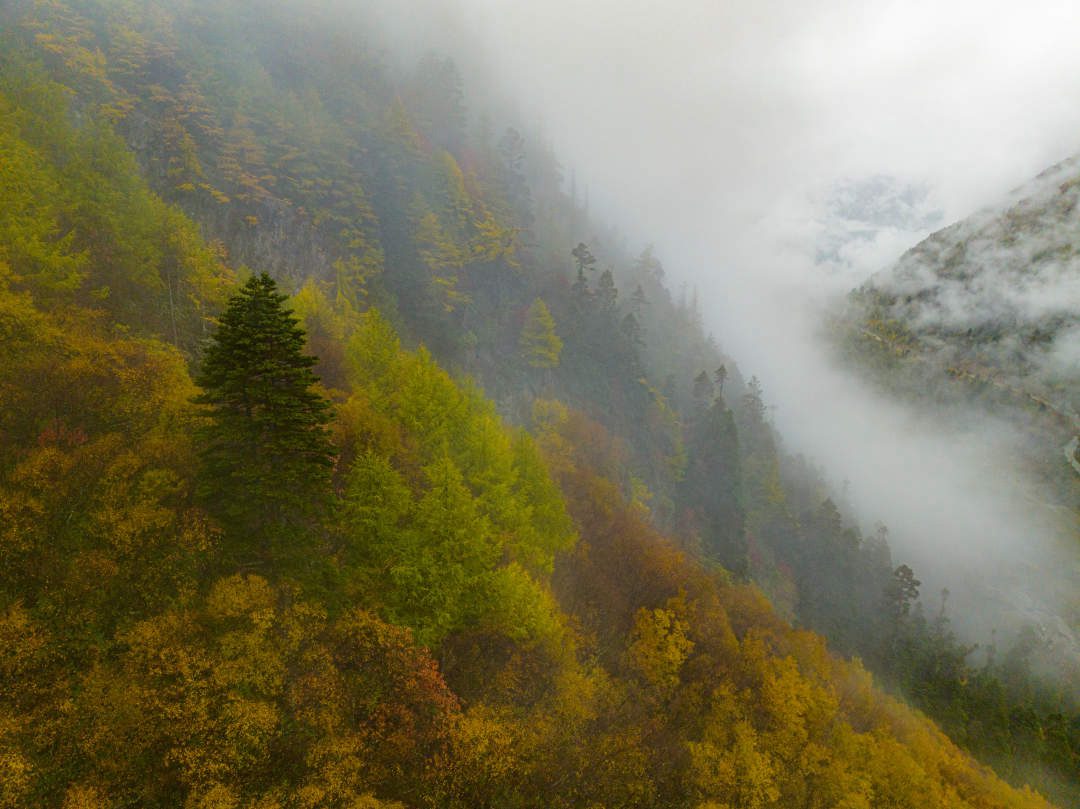 云纏霧繞，層林盡染。