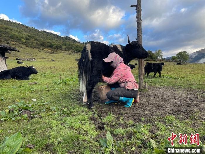 圖為9月27日早晨牧民擠牦牛奶。 <a target='_blank' href='/'><p  align=