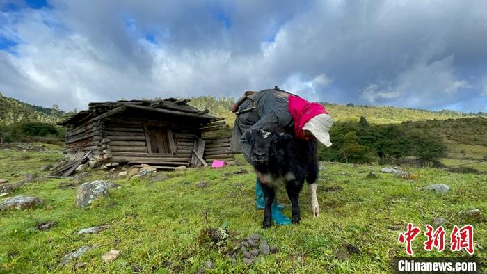 圖為9月27日牧民給小牦牛按摩。 <a target='_blank' href='/'><p  align=