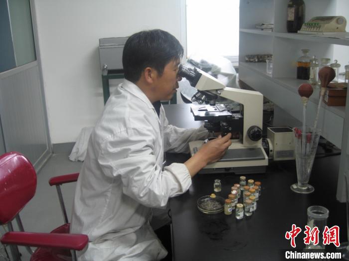 資料圖為研究團隊進行實驗室寄生蟲分類鑒定。　 青海省畜牧獸醫(yī)科學(xué)院供圖