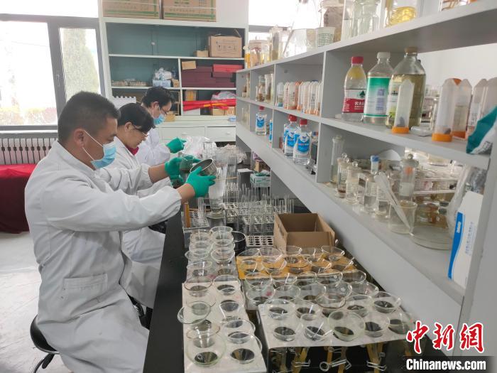 資料圖為研究團隊進行樣本檢查?！?青海省畜牧獸醫(yī)科學(xué)院供圖