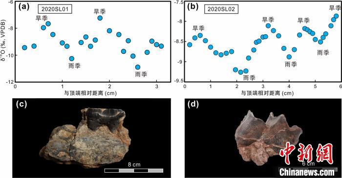 本次研究中的犀牛牙齒化石及氧同位素特征?！≈锌圃呵嗖馗咴?供圖