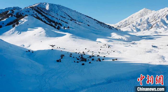 圖為牦牛群在雪地里覓食?！《继m縣融媒體中心供圖