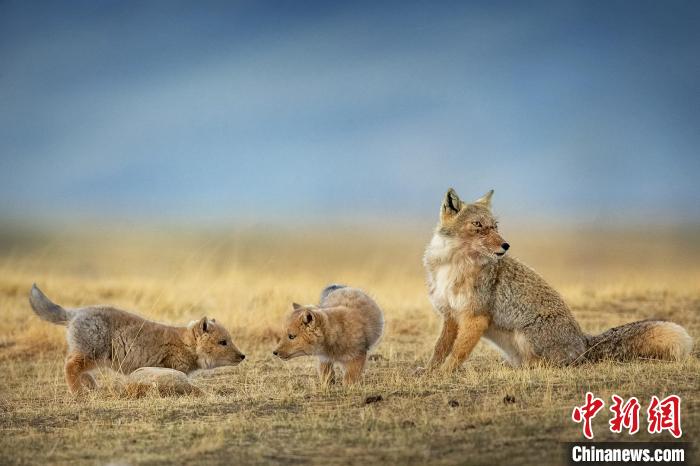 圖為焦生福的作品《居安思危》?！∏嗪Ｊ∑钸B山自然保護(hù)協(xié)會供圖