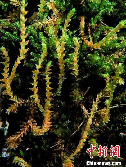 圖為九龍卷柏。　青海山水自然資源調(diào)查規(guī)劃設(shè)計(jì)研究院供圖