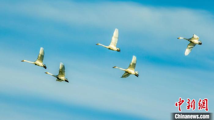 圖為天鵝在空中飛翔?！『螁⒔?攝