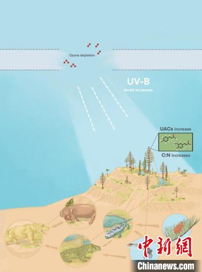 臭氧層破壞引起的紫外線輻射增加對(duì)陸地食物鏈的影響?！∧瞎潘?供圖