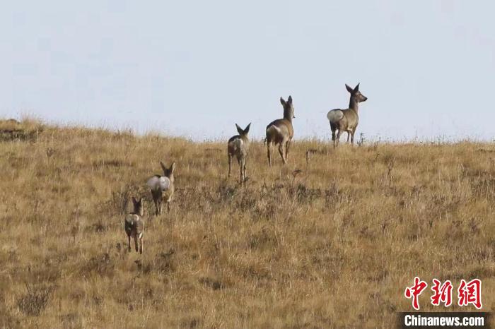圖為狍鹿在山間漫步?！〔彭?xiàng)南加 攝