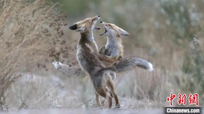 圖為同海元的作品《第一回合》。　青海省祁連山自然保護協(xié)會供圖