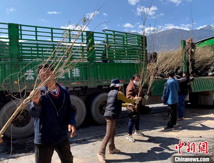 民眾搬運(yùn)苗木?！〔际忻⒖悼h委宣傳部供圖