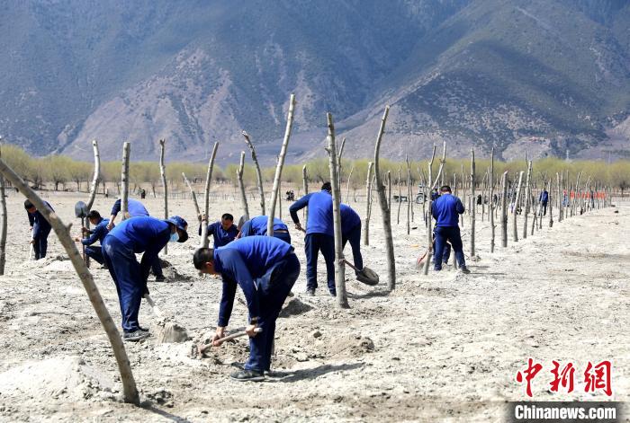 林芝市巴宜區(qū)森林消防中隊(duì)志愿服務(wù)隊(duì)熱火朝天的植樹現(xiàn)場(chǎng)。　西繞拉翁 攝