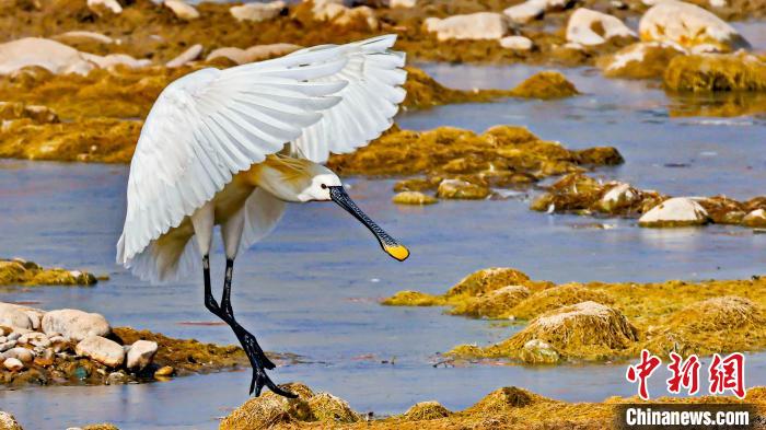 圖為白琵鷺?！?yán)桉 攝