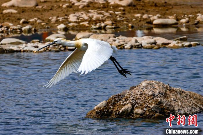 圖為準(zhǔn)備飛翔的白琵鷺。　嚴(yán)桉 攝