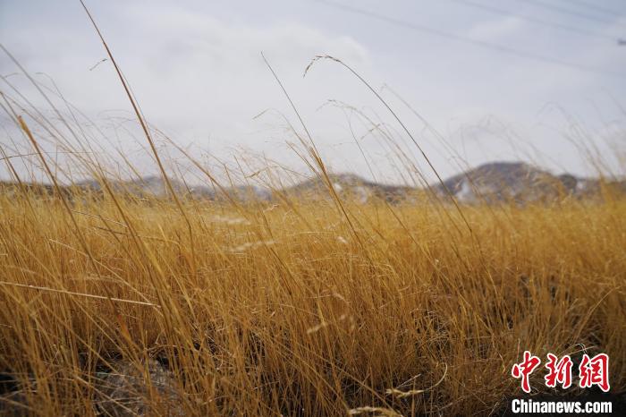 圖為青海省海西蒙古族藏族自治州天峻縣木里礦區(qū)草木茂盛?！●R銘言 攝
