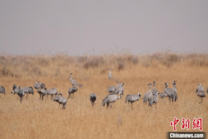 圖為草原上棲息的灰鶴?！∠葘m 攝