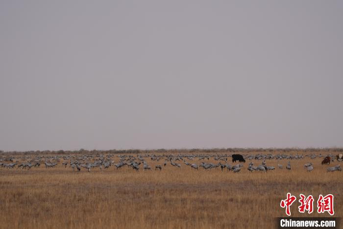 圖為草原上棲息的灰鶴。　先宮 攝