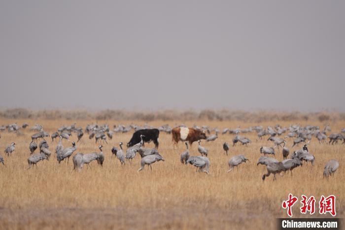 圖為草原上棲息的灰鶴?！∠葘m 攝
