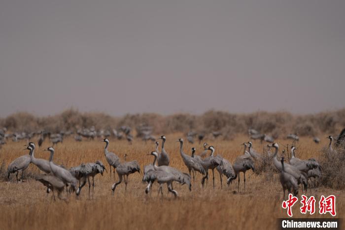 圖為灰鶴?！∠葘m 攝