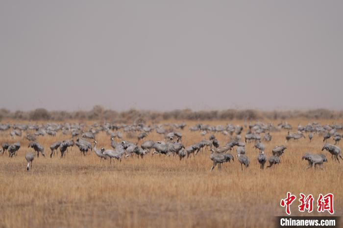 圖為密集分布的灰鶴。　先宮 攝