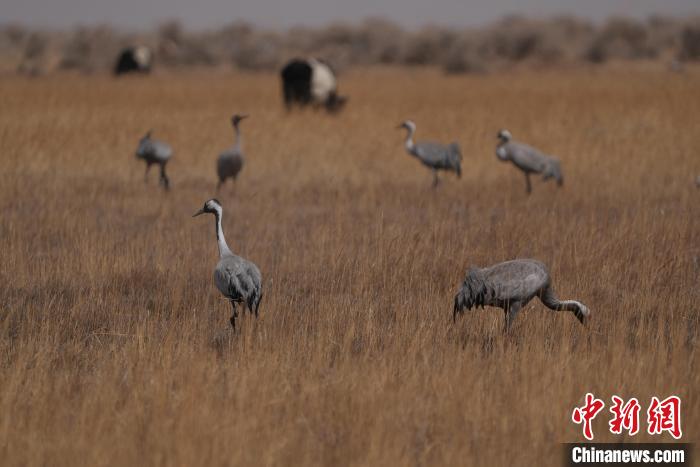 圖為灰鶴?！∠葘m 攝