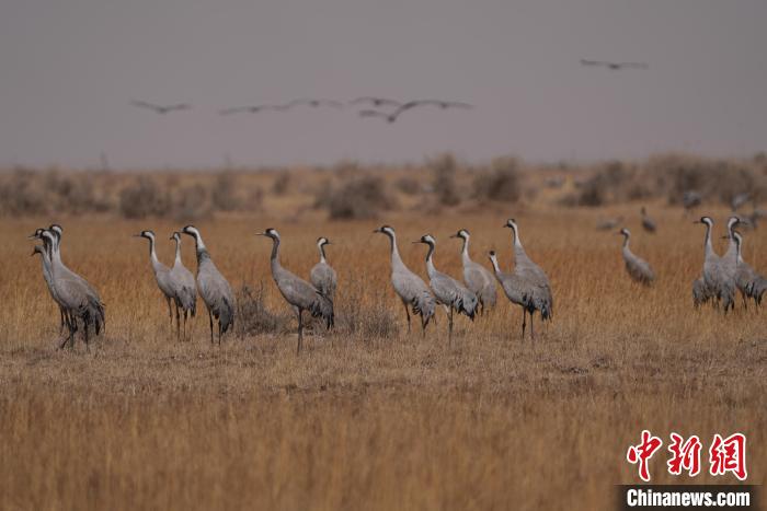 圖為灰鶴?！∠葘m 攝