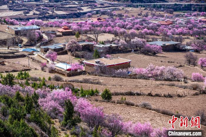 道孚麻灣村房前屋后的杏花繞村怒放?！『涡秀?攝
