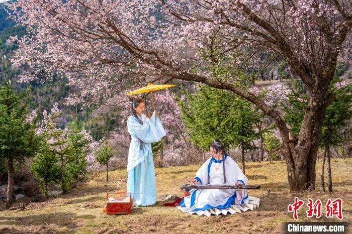 道孚杏花樹下的游客們?！√K銳 攝