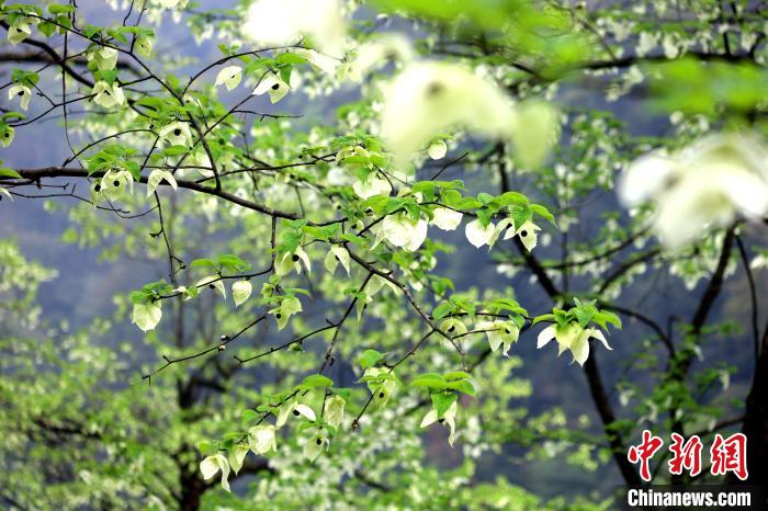 珙桐在春末夏初之際開花，花期較短?！螚?攝