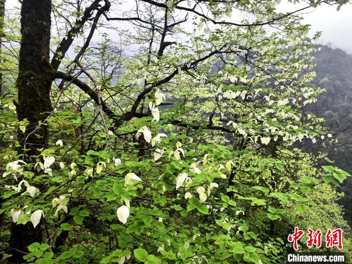 山谷兩側(cè)高大繁茂的珙桐樹。　呂楊 攝