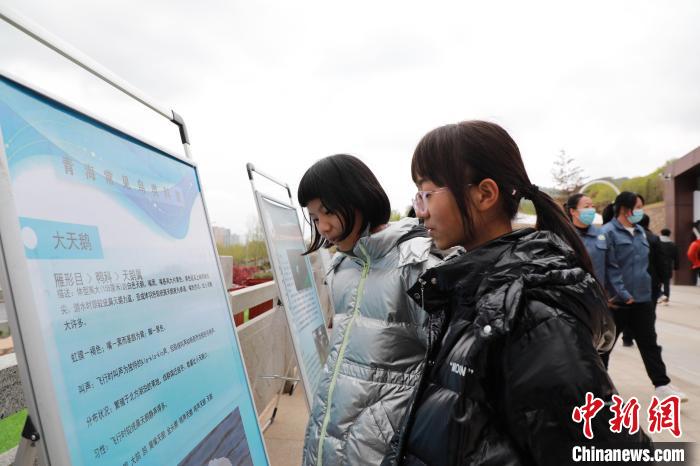 圖為學(xué)生通過展板了解青海常見鳥類?！●R銘言 攝