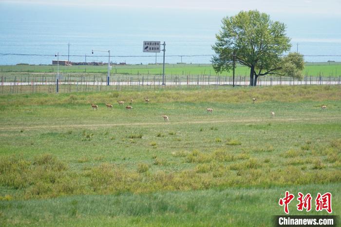 圖為成群普氏原羚在草場上愜意覓食，悠閑自在?！●R銘言 攝