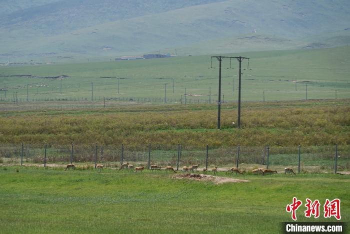 圖為成群普氏原羚在草場上愜意覓食，悠閑自在?！●R銘言 攝