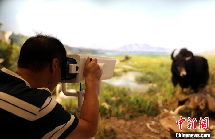 圖為臺(tái)商觀看祁連山國家公園生態(tài)科普館內(nèi)生態(tài)場(chǎng)景?！⊙Φ?攝