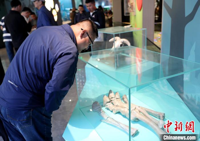 圖為臺(tái)商在祁連山國家公園生態(tài)科普館內(nèi)觀看標(biāo)本?！⊙Φ?攝