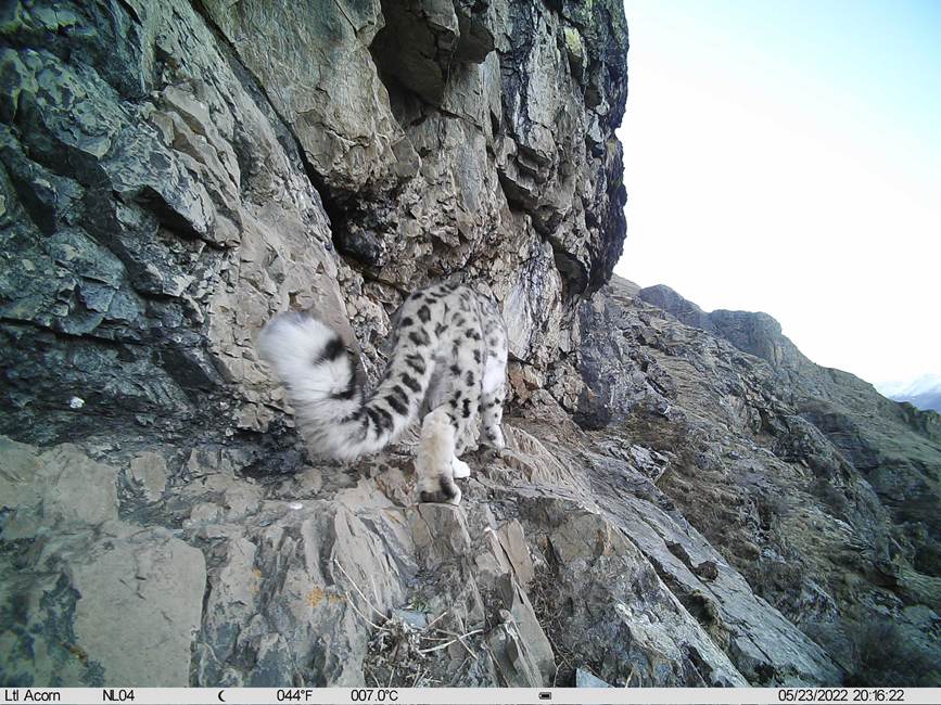 雪豹影像。山水自然保護(hù)中心供圖