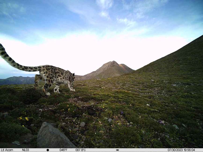 雪豹影像。山水自然保護(hù)中心供圖