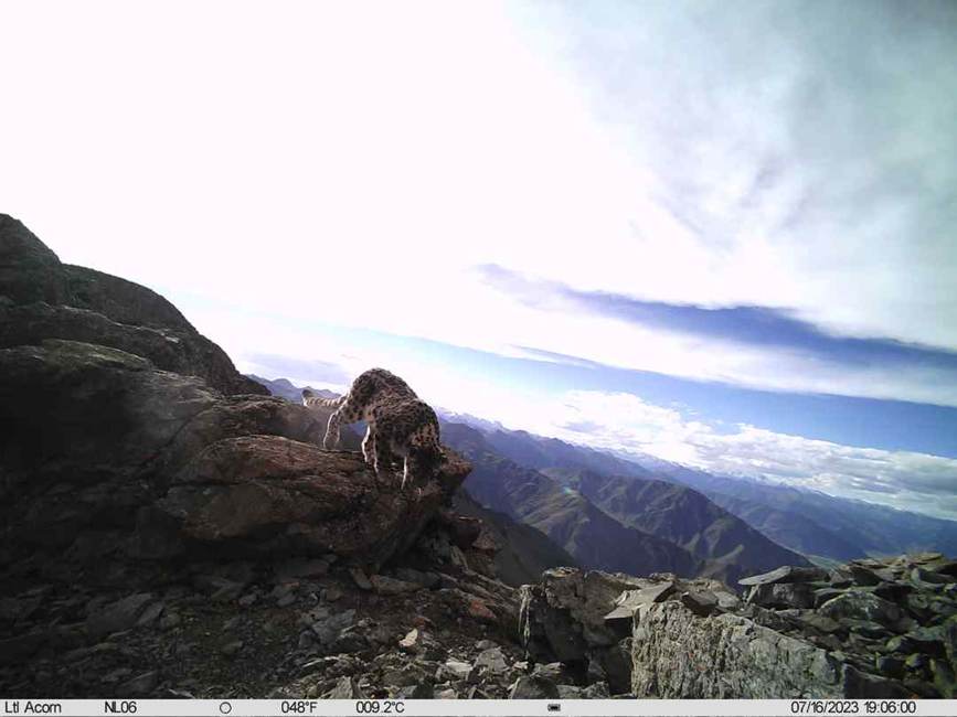 雪豹影像。山水自然保護(hù)中心供圖