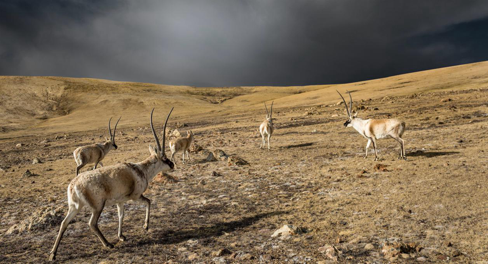 “高原精靈”藏羚羊。尼瑪多吉攝
