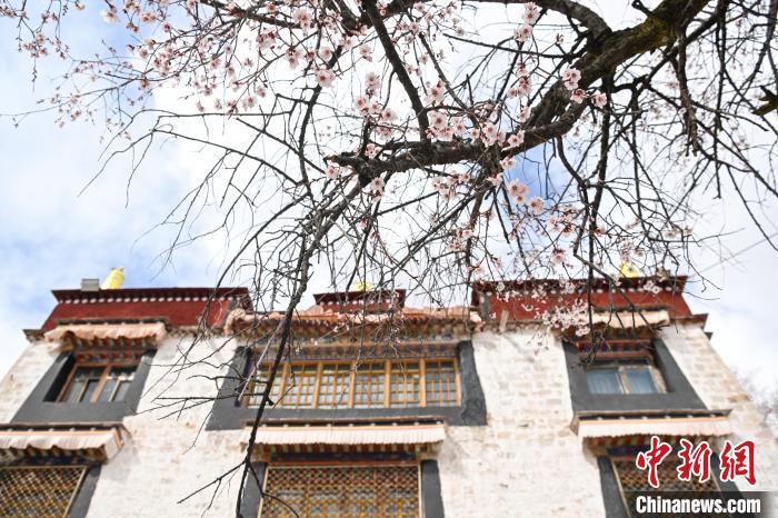 西藏拉薩：繁花漸開春日如畫