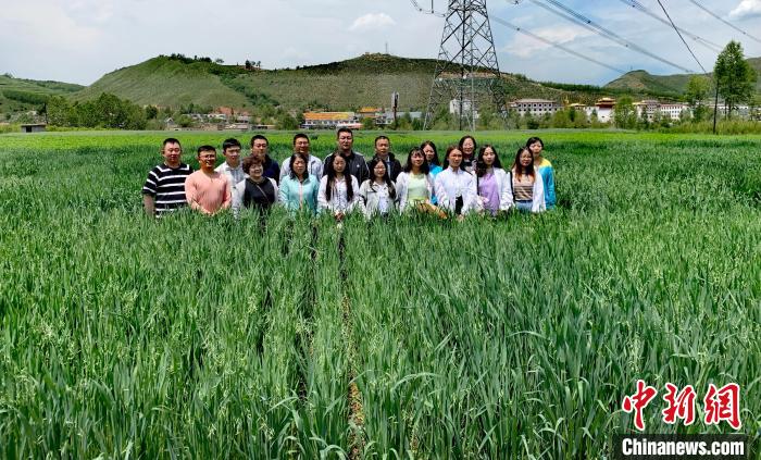 青海：“青燕2號”燕麥、“環(huán)湖”老芒麥等通過國家級審定