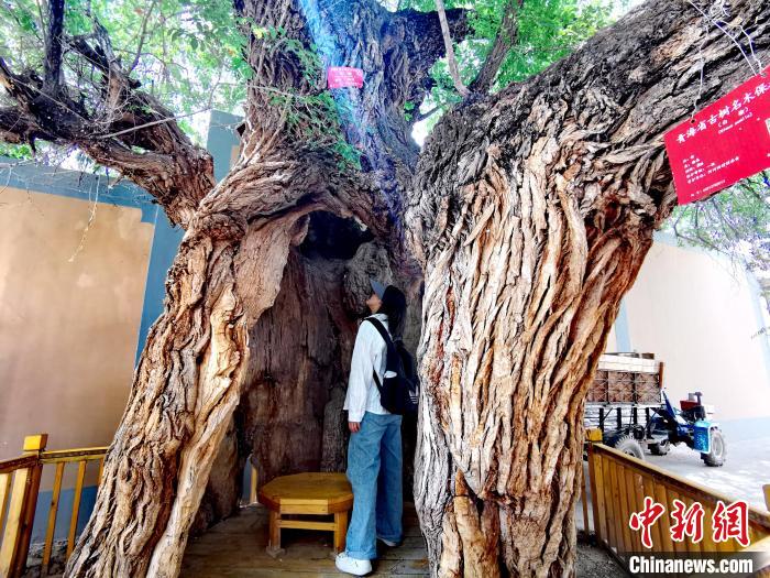 青海海東市阿河灘地質(zhì)文化村：古樹新枝、丹山碧水